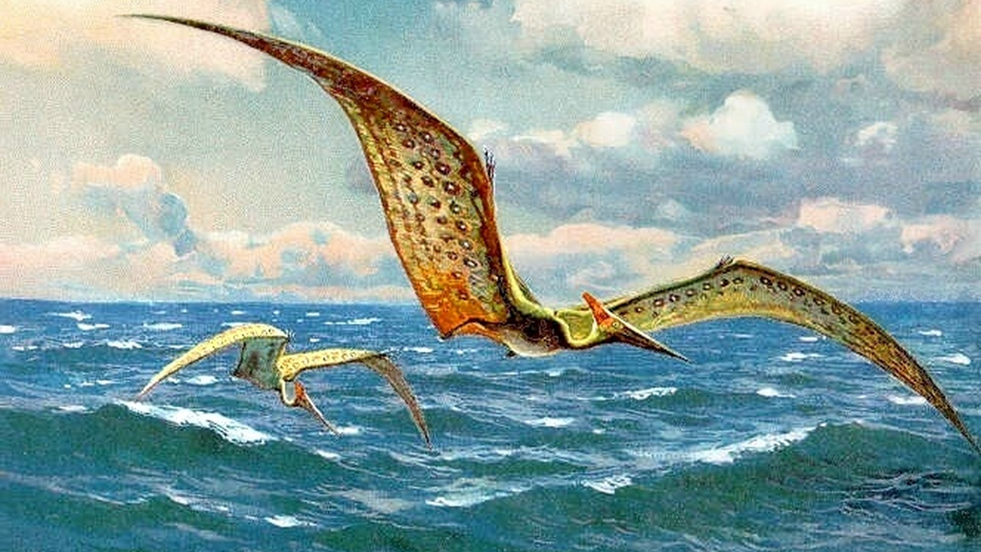 Птеранадон. Кетцалькоатль птеродактиль. Птеранодон Буриан. Птерозавр. Птерозавры мезозойской эры.