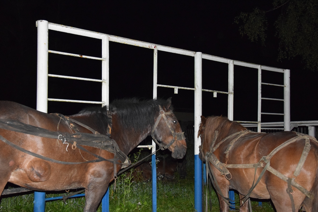 Лошади Буковины. Задержание контрабандистов на лошадях. Караван конный