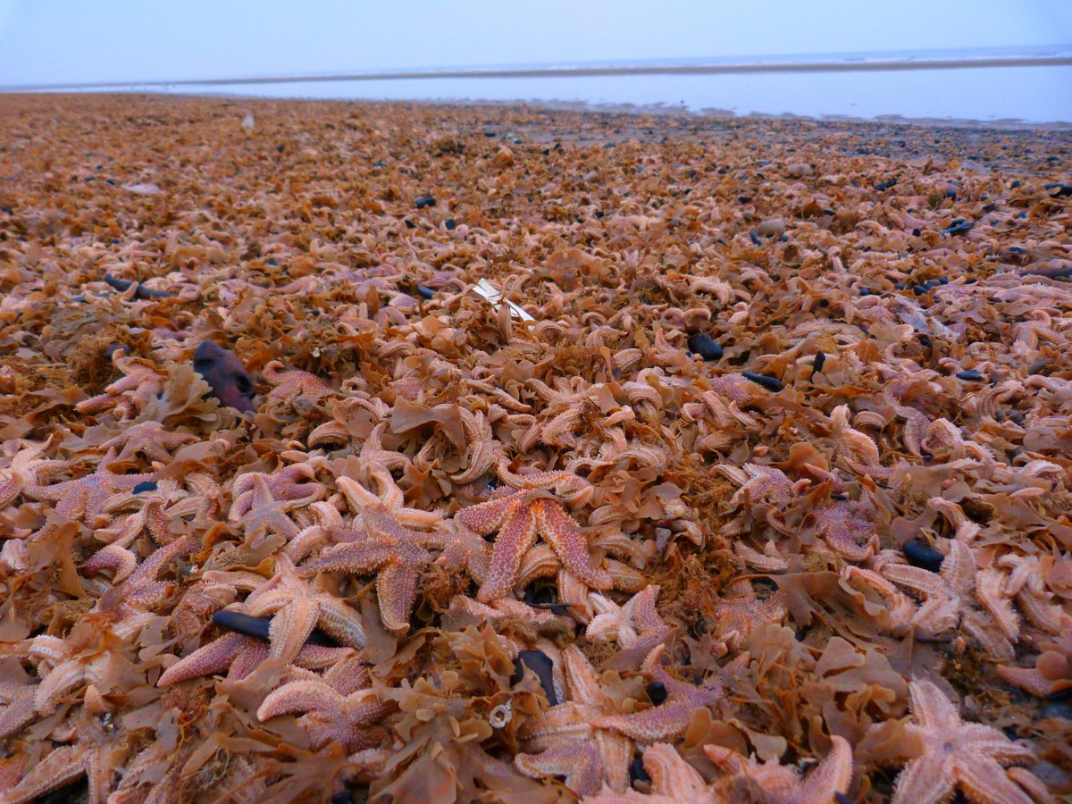 После моря. Морские звёзды выброшенные на берег. Морская звезда на берегу. Много морских звезд на берегу. Берег после шторма.