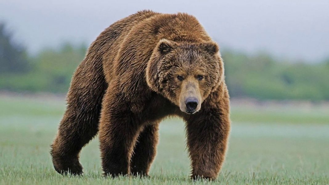 First in 100 years scientists filmed a video of a brown bear in ...