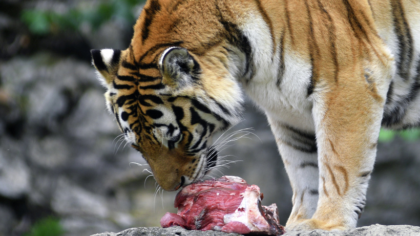 Тигр есть мясо. Амурский тигр рацион. Амурский тигр рацион питания. Питание Амурского тигра.
