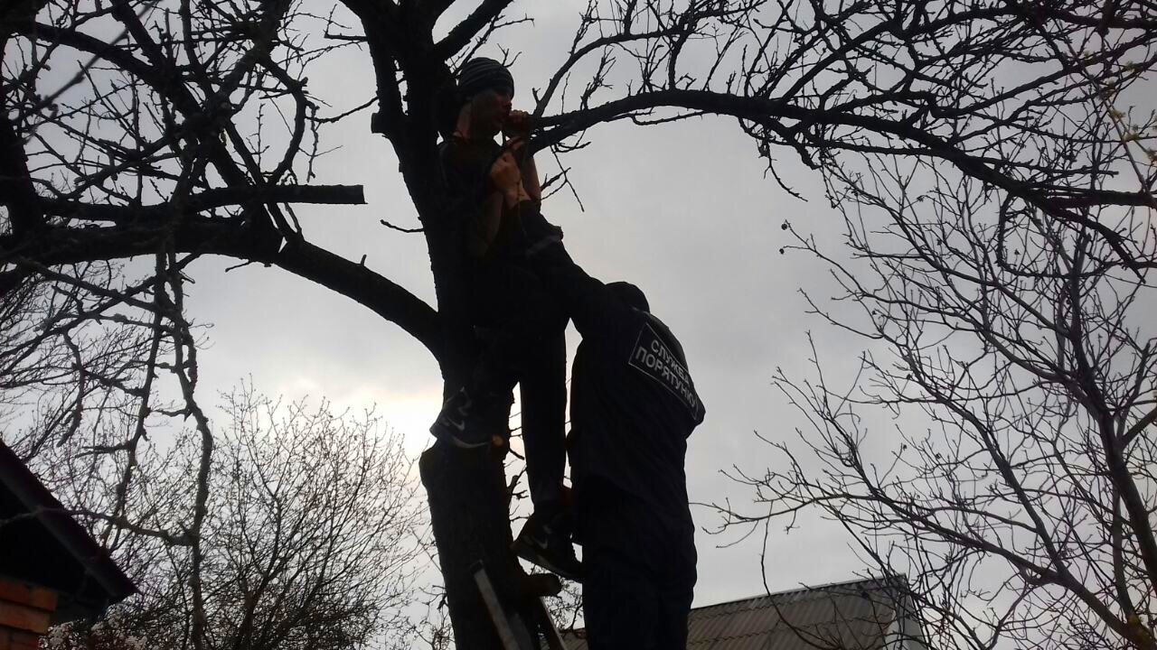 В Киевской области спасли мужчину, застрявшего на дереве (ВИДЕО) |  Journalist.today