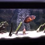 astronotus-glazchatyiy_4