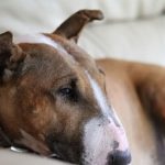 bull_terrier_949979_1280_650x410