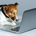 Dog using Laptop