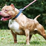 bully-max-muscle-builder-for-pitbulls4