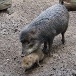 pekari-animalreader.ru-001