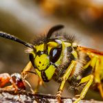wasp vs ant