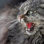бешеная кошка