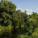 химикаты в реке