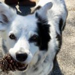 chaser-the-border-collie