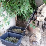 выращивание конопли 2