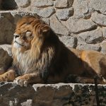 1508334694-4397-lev-v-kievskom-zooparke-foto-unian