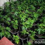 теплица конопля грибы 1