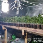 теплица конопля грибы 2