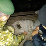 краби