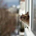 кот