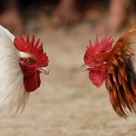 cock_vs