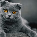 British-Shorthair850