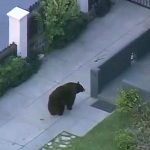 bear-california-KTTV