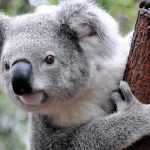 field_image_koala0