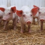 how-to-start-a-piggery-project-zimbabwe-660×330