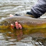 picture_trout10_2184_p0-623×370