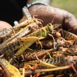 Locust swarm threatens Kenya’s food security