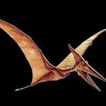 Pterosaur-Facts
