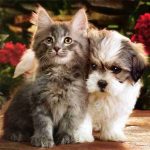 кот собака домашние животные