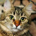 кошка