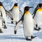 160112125613_penguins_walking_624x460_thinkstock_nocredit