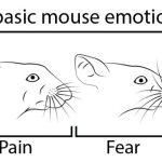 facial-expressions-mice-1536×367-1