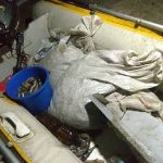 віпустили рібу