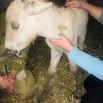 пож2