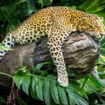 Indonesia_6
