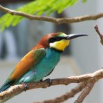 Merops-apiaster