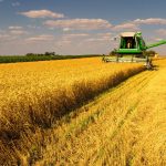 Combine harvester working on the wheat field