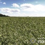 задержание на полтавщине 4