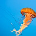 Pacific Sea Nettle, Chrysaora fuscescens, West Coast Sea Nettle,