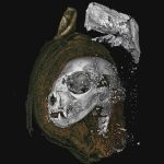 081920_ht_animal-mummies_inline_680-453×450-1