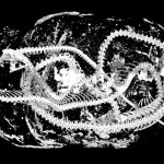 Egyptian-Cobra-Scan