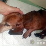 выбросил собаку