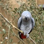 http___cdn.cnn.com_cnnnext_dam_assets_200929161357-jade-one-of-the-potty-mouthed-parrots-elsie-shown-top-