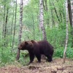 медведи в чернобыле