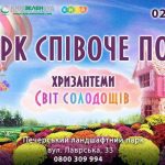 фестиваль хризантем