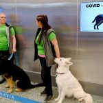 1ddc088-2c82a15-covid-dogs