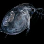 FW502Daphnia