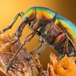 FW814leafrollerweevil