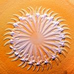 FW9TapewormScolex